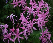 Nerine bowdenii - Abriachan Nurseries